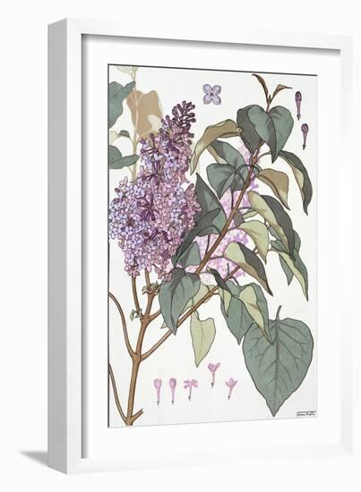 Botanical Diagram of Glycine-Eugene Grasset-Framed Giclee Print