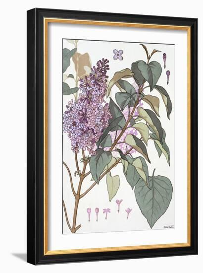 Botanical Diagram of Glycine-Eugene Grasset-Framed Giclee Print