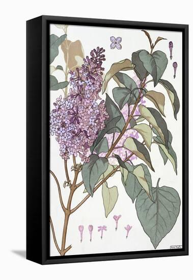 Botanical Diagram of Glycine-Eugene Grasset-Framed Premier Image Canvas