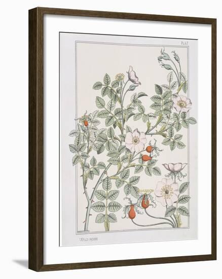 Botanical Diagram of Wild Rose-Eugene Grasset-Framed Giclee Print