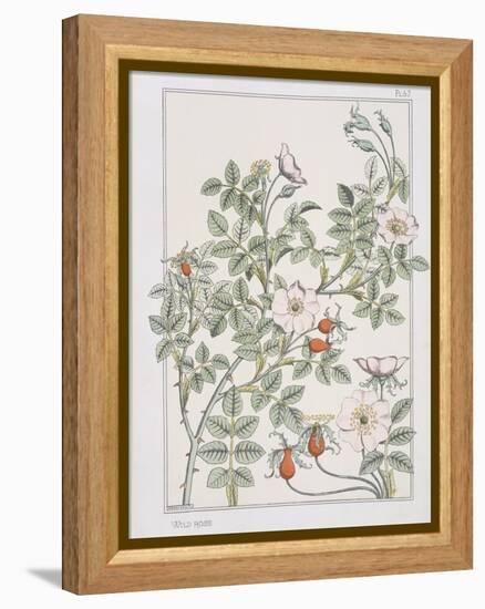 Botanical Diagram of Wild Rose-Eugene Grasset-Framed Premier Image Canvas