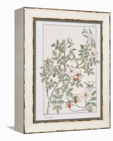 Botanical Diagram of Wild Rose-Eugene Grasset-Framed Premier Image Canvas