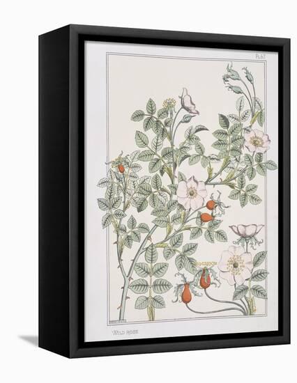 Botanical Diagram of Wild Rose-Eugene Grasset-Framed Premier Image Canvas