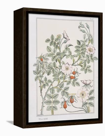 Botanical Diagram of Wild Rose-Eugene Grasset-Framed Premier Image Canvas