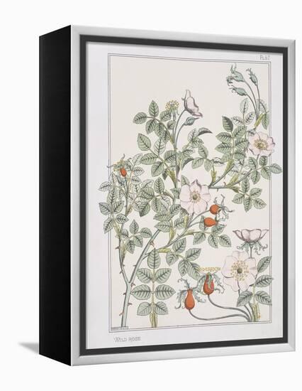Botanical Diagram of Wild Rose-Eugene Grasset-Framed Premier Image Canvas