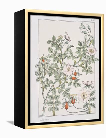 Botanical Diagram of Wild Rose-Eugene Grasset-Framed Premier Image Canvas