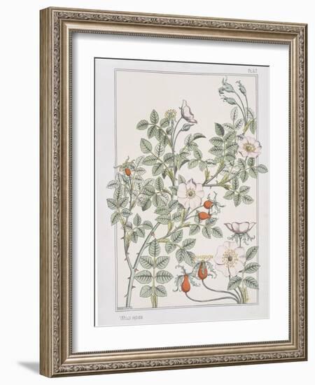 Botanical Diagram of Wild Rose-Eugene Grasset-Framed Giclee Print