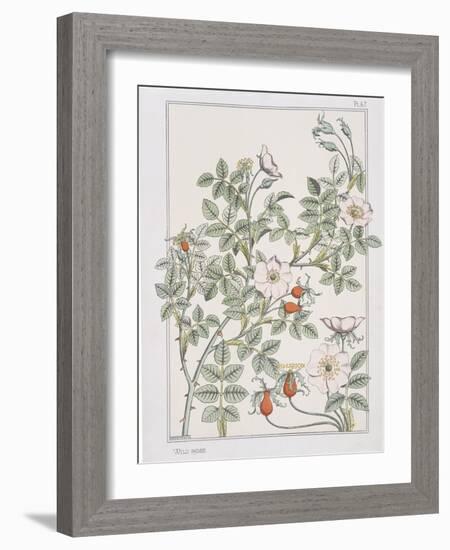 Botanical Diagram of Wild Rose-Eugene Grasset-Framed Giclee Print