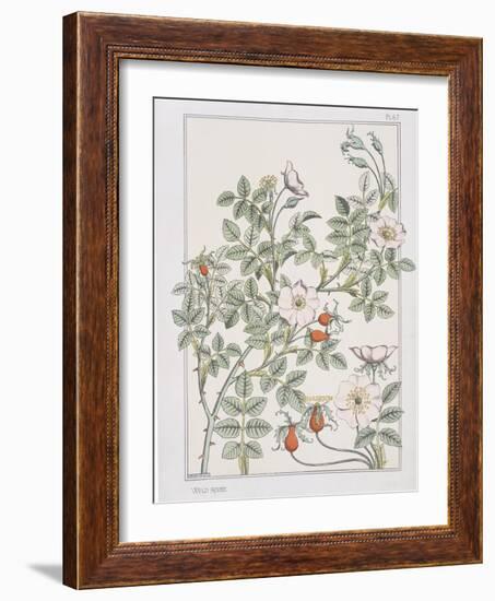 Botanical Diagram of Wild Rose-Eugene Grasset-Framed Giclee Print