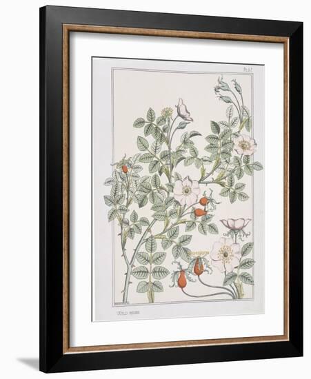 Botanical Diagram of Wild Rose-Eugene Grasset-Framed Giclee Print