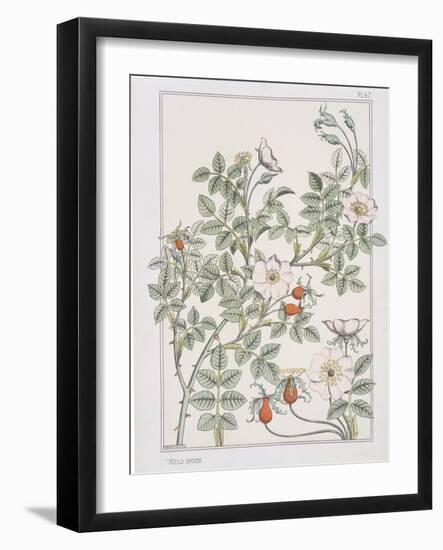 Botanical Diagram of Wild Rose-Eugene Grasset-Framed Giclee Print