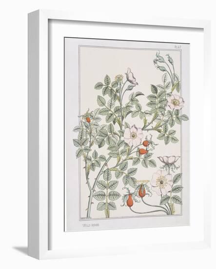 Botanical Diagram of Wild Rose-Eugene Grasset-Framed Giclee Print