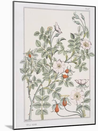 Botanical Diagram of Wild Rose-Eugene Grasset-Mounted Giclee Print