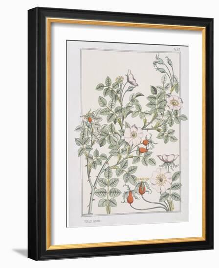 Botanical Diagram of Wild Rose-Eugene Grasset-Framed Giclee Print