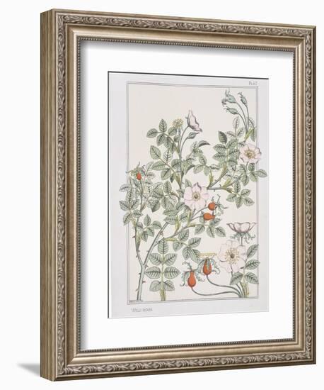 Botanical Diagram of Wild Rose-Eugene Grasset-Framed Giclee Print