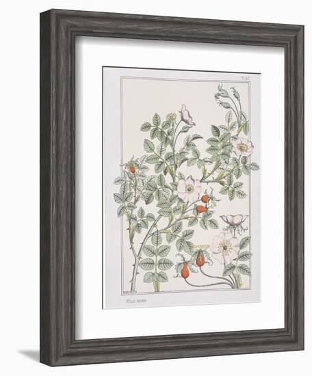 Botanical Diagram of Wild Rose-Eugene Grasset-Framed Giclee Print