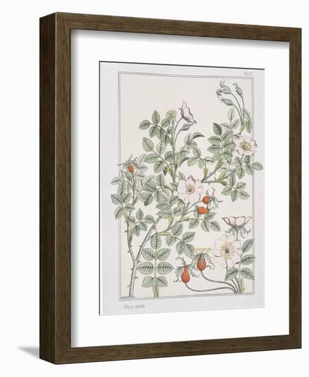 Botanical Diagram of Wild Rose-Eugene Grasset-Framed Giclee Print