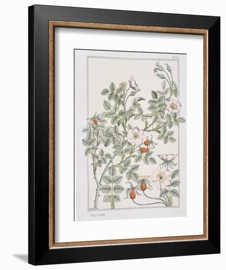 Botanical Diagram of Wild Rose-Eugene Grasset-Framed Giclee Print