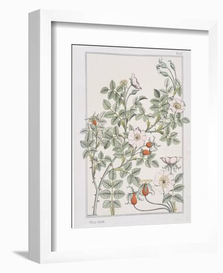 Botanical Diagram of Wild Rose-Eugene Grasset-Framed Giclee Print