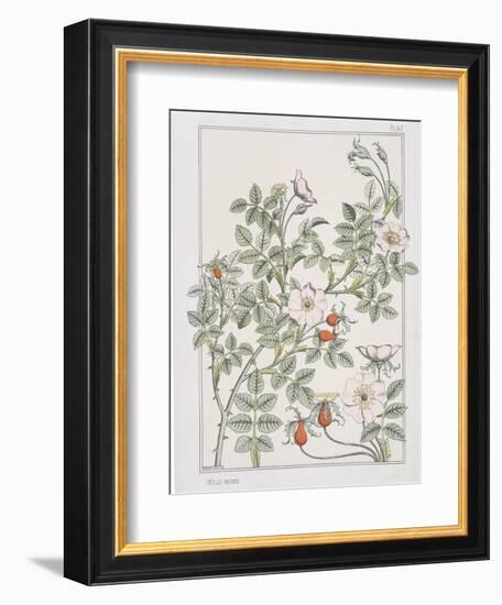 Botanical Diagram of Wild Rose-Eugene Grasset-Framed Giclee Print