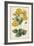 Botanical Display I-Vision Studio-Framed Art Print