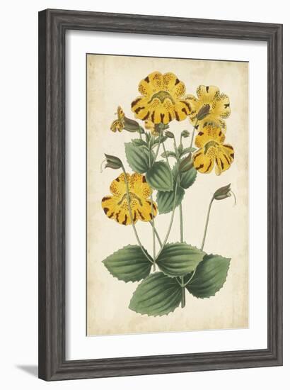 Botanical Display I-Vision Studio-Framed Art Print