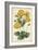 Botanical Display I-Vision Studio-Framed Art Print