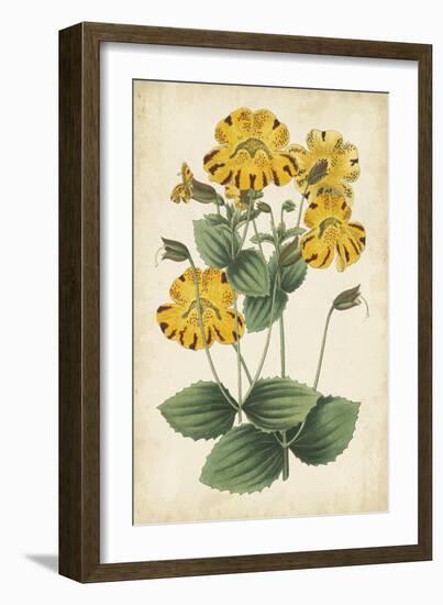 Botanical Display I-Vision Studio-Framed Art Print