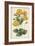 Botanical Display I-Vision Studio-Framed Art Print