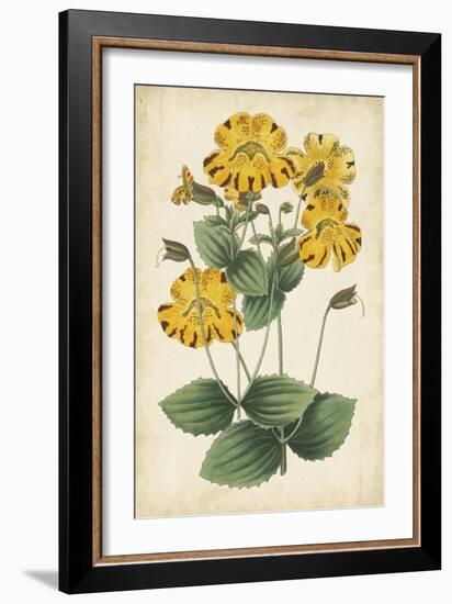 Botanical Display I-Vision Studio-Framed Art Print