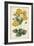 Botanical Display I-Vision Studio-Framed Art Print