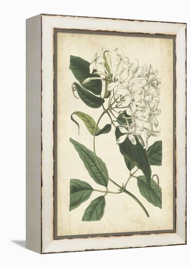 Botanical Display II-Vision Studio-Framed Stretched Canvas