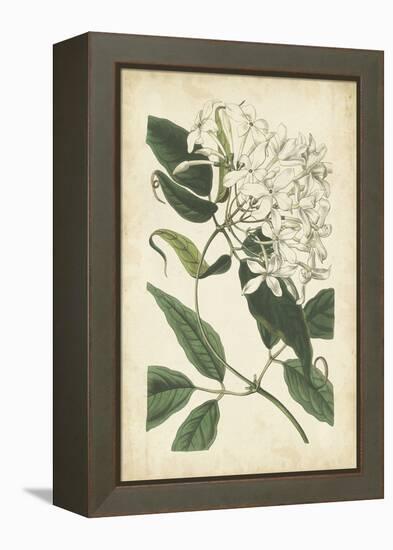 Botanical Display II-Vision Studio-Framed Stretched Canvas