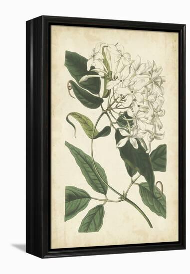 Botanical Display II-Vision Studio-Framed Stretched Canvas