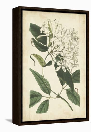 Botanical Display II-Vision Studio-Framed Stretched Canvas