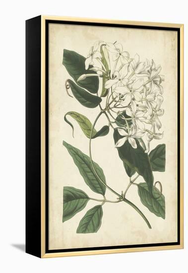 Botanical Display II-Vision Studio-Framed Stretched Canvas