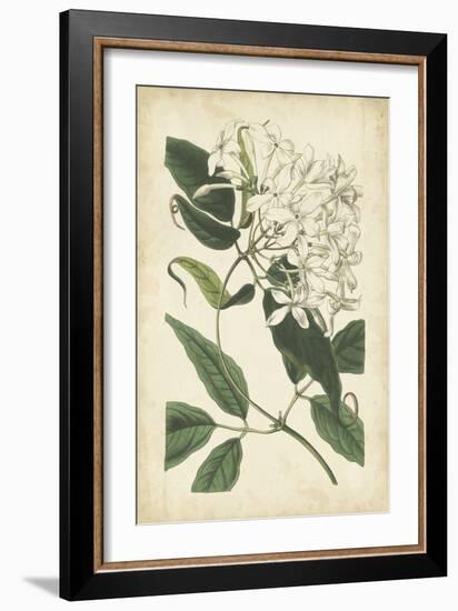 Botanical Display II-Vision Studio-Framed Premium Giclee Print