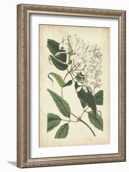 Botanical Display II-Vision Studio-Framed Art Print