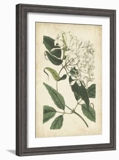 Botanical Display II-Vision Studio-Framed Art Print