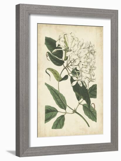 Botanical Display II-Vision Studio-Framed Art Print