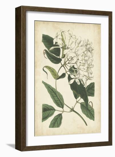 Botanical Display II-Vision Studio-Framed Art Print