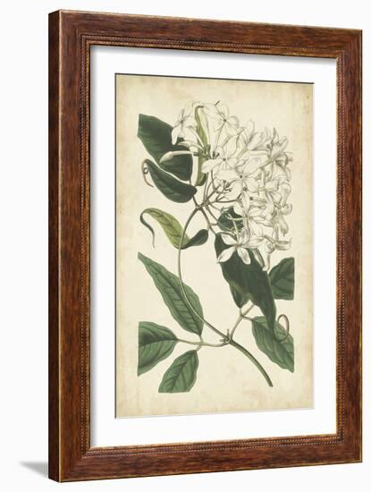 Botanical Display II-Vision Studio-Framed Art Print