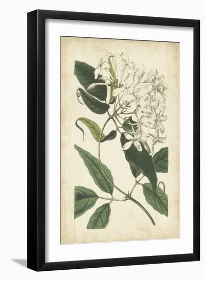 Botanical Display II-Vision Studio-Framed Art Print