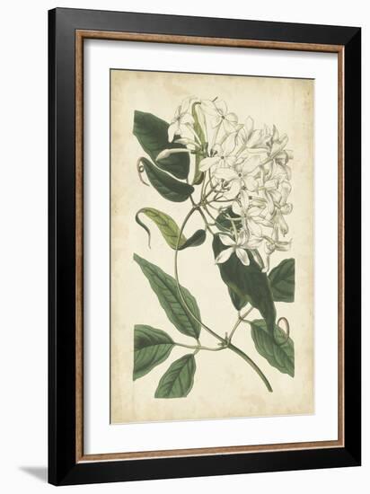 Botanical Display II-Vision Studio-Framed Art Print