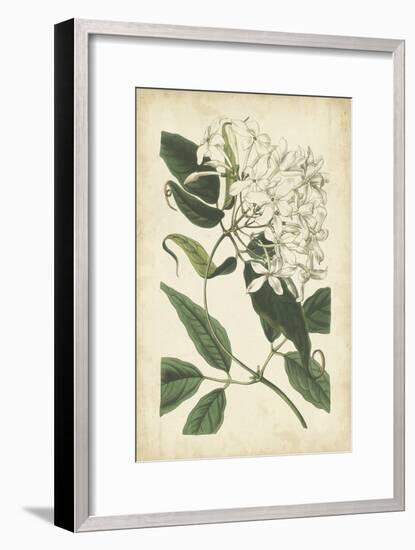 Botanical Display II-Vision Studio-Framed Art Print