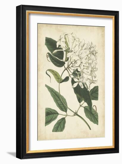 Botanical Display II-Vision Studio-Framed Art Print