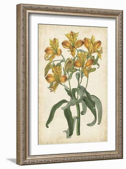 Botanical Display III-Vision Studio-Framed Premium Giclee Print