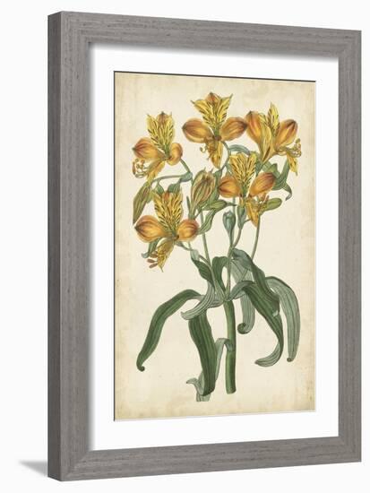 Botanical Display III-Vision Studio-Framed Art Print