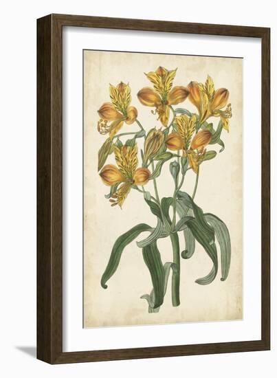 Botanical Display III-Vision Studio-Framed Art Print