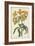 Botanical Display III-Vision Studio-Framed Art Print